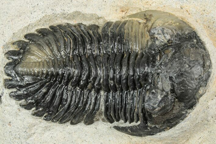 Detailed Hollardops Trilobite Fossil - Ofaten, Morocco #346539